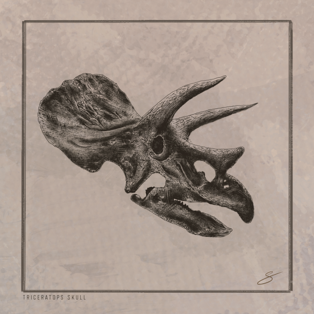 Triceratops Skull