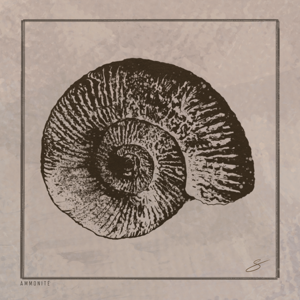 Ammonite